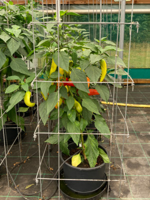 Chilli Srilanus Chiili Seeds grown in a Patio Pot